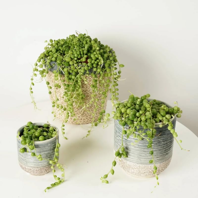 String of Pearls Live Plant, in Pot, Trailing Succulent Plant, Hanging Vine Live Indoor Houseplant