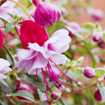 2 Pink Purple Fuchsia Flower Plants, 4 Inc Long, Fuchsia Plants Live, Perennial Flower Plants, Live Fuchsia Plants for Garden