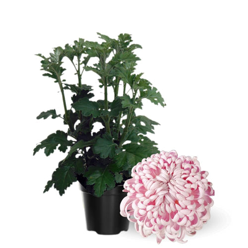 2 Mums Plants Live, Double Pink Chrysanthemum Plants Live, No Potted, Chrysanthemum Flower Live Plant Garden, 5 to 8 Inc, Mum Live Plant