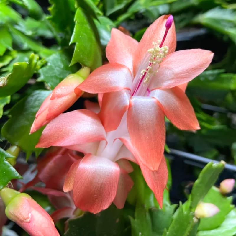 Yellow Peachy Christmas Cactus, True Thanksgiving Cactus Live Plant in 4'' Pot, Holiday Christmas Cactus for Planting