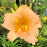 Set 10 Apricot Daylily Bulbs for Planting, Hardy Perennial Lily Roots for Colorful Summer Blooms