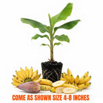 Truly Tiny Banana Tree Live Plant, Edible Fruit, 4-6" Tall