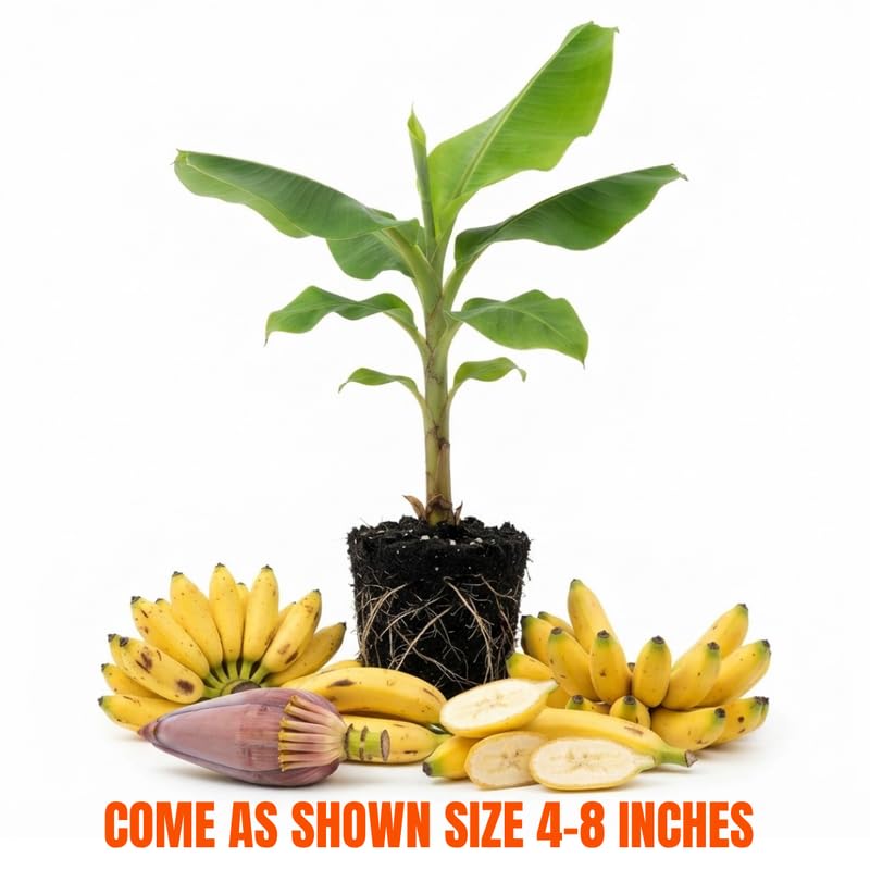 Truly Tiny Banana Tree Live Plant, Edible Fruit, 4-6" Tall