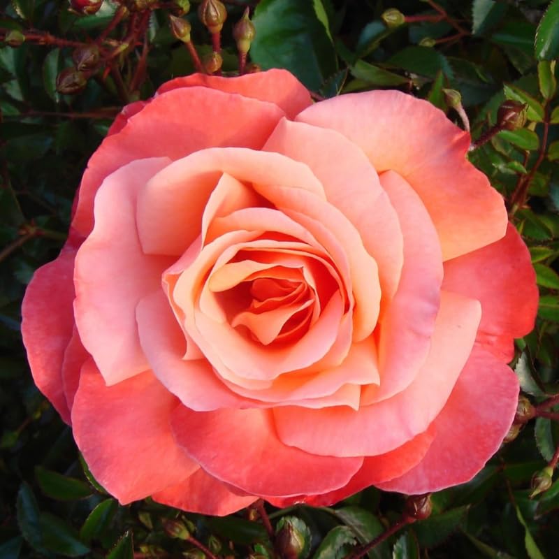 Rose Bush Live Plant, 5-9 Inch Tall, Fragrant Rose Flowers Tree, Well-Rooted Ready to Plant Outdoor Indoor (Coral Rose)