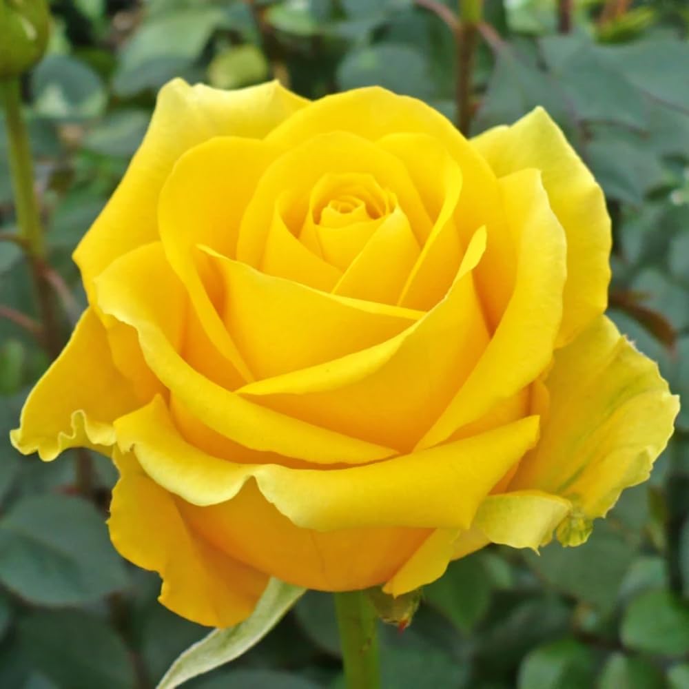 Rose Bush Live Plant, Hybrid Tea Rose Plant Live, 5-9 Inch Tall, Fragrant Flowers Tree, Well-Rooted 1 Year Old, No Pot (Yellow Rose Plant)