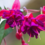 2 Fuchsia Plants Live, Pink Purple Flower Fuchsia Plant, 4 to 6 Inches, Fuchsia Live Plant, Live Fuchsia Plant
