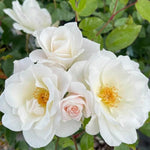 2 White Rose Climbing Live Starter Plants, Fragrant White Climbing Rose for Planting Outdoor, No Pot, 1 Year Old Rose Plant, Well-Rooted Rose Plants Live Ready to Plant