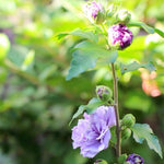 Purple Rose of Sharon Plant, Hardy Hibiscus Bush Shrub Well-Rooted 7-13" Tall Althea Shrub with Summer Blooms for Outdoor Landscape