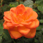 Rose Bush Live Plant, 5-9 Inch Tall, Fragrant Rose Flowers Tree, Well-Rooted Ready to Plant Outdoor Indoor (Orange Rose)