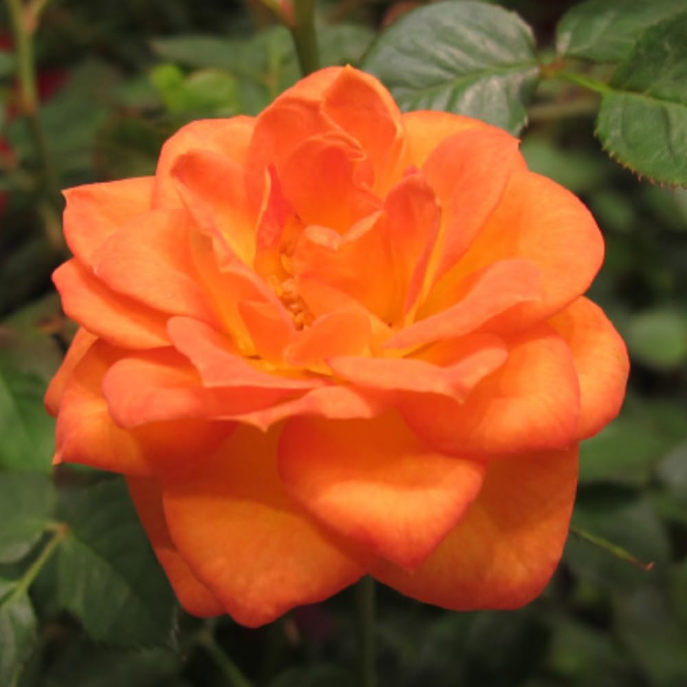 Rose Bush Live Plant, 5-9 Inch Tall, Fragrant Rose Flowers Tree, Well-Rooted Ready to Plant Outdoor Indoor (Orange Rose)