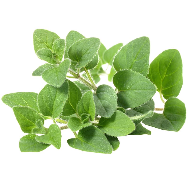 2 Mexican Cuban Oregano Plants Live, 4-6" Tall Spanish Thyme Mexican Mint for Indoor Outdoor Growing