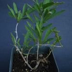 2 Goji Berry Plants Bushes for Planting, 8 Months Old Goji Berry Bush Ready to Plants, Goji Berries Trees Plants Live