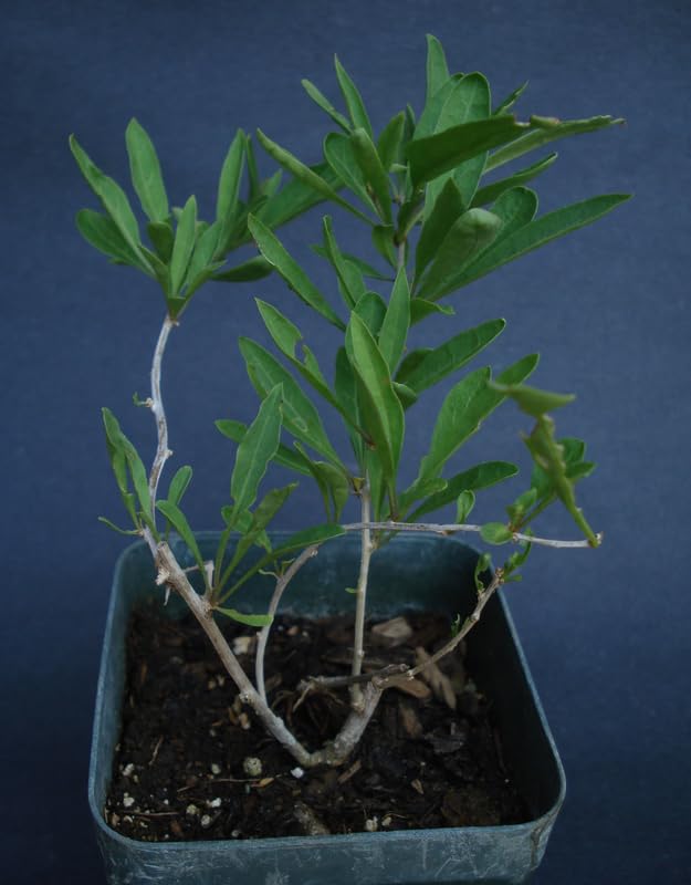2 Goji Berry Plants Bushes for Planting, 8 Months Old Goji Berry Bush Ready to Plants, Goji Berries Trees Plants Live