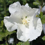 White Rose of Sharon Plant, Hardy Hibiscus Bush Shrub Well-Rooted 7-13" Tall Althea Shrub with Summer Blooms for Outdoor Landscape