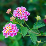 Set 4 Trailing Lantana Plants Live for Planting, Fragrant Lantana Live Plant to Grow Indoor Outdoor, Lantana Flowers Perennial, 4-8" Tall (Pink Lantana)