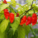 Pack 2 Red Ghost Pepper Plants, Live Red Ghost Pepper Plants for Growing, 80 Days Old Plant