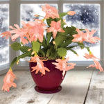 True Thanksgiving Cactus Plant Live in 4" Pot, Ready to Bloom, Holiday Christmas Cactus Plants Live, Vibrant Blooms (Peachy Yellow)