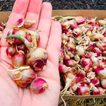 6 Egyptian Walking Onions Live Plants for Planting, High Yield Walking Onion Plant for Perennial Planting, Outdoor, Winter Hardy in Zones 3–9