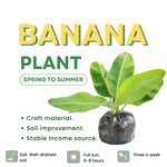 Truly Tiny Banana Plant Live, 4-6" Tall Well-Rooted for Indoor Tropical Displays, Cold Hardy Banana Fruit Tree
