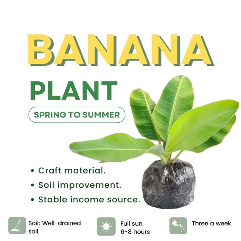 Truly Tiny Banana Plant Live, 4-6" Tall Well-Rooted for Indoor Tropical Displays, Cold Hardy Banana Fruit Tree