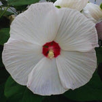 2 White Hibiscus Tree Live Plant, Hardy Hibiscus Plants Live, 4 to 7 Inches, Hibiscus Shrub Tree for Garden
