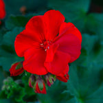 Pack 5 Cuttings Red Geranium Plant, 8-10" Unrooted Cutting, Geranium Plant Cutting for Planting Outdoor Garden
