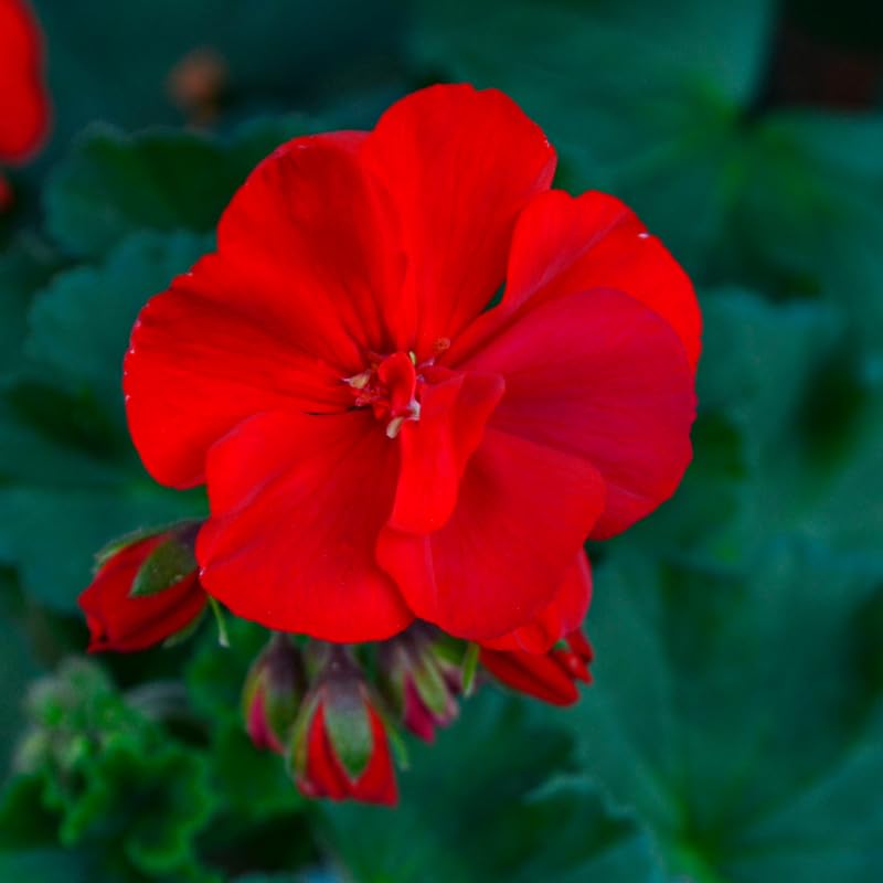 Pack 5 Cuttings Red Geranium Plant, 8-10" Unrooted Cutting, Geranium Plant Cutting for Planting Outdoor Garden
