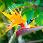 Sets 2 Yellow Bird of Paradise Plants Live, Striking Blue Yellow Blooms, 5 to 9 Inc Tall, No Pot, Tropical Houseplant, Exotic and Vibrant Color