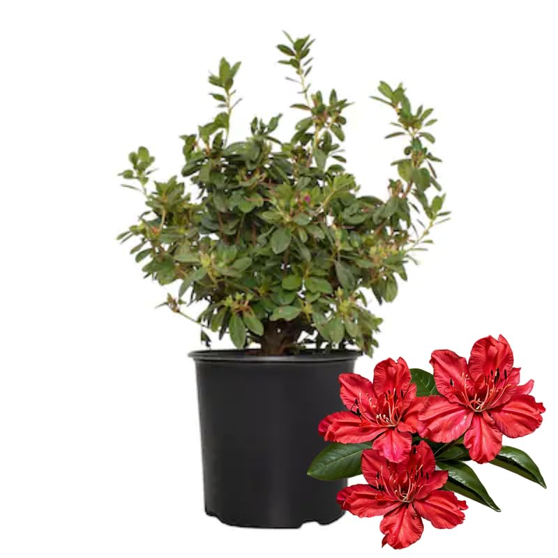 Red Dwarf Azalea Rhododendron Plants Live Tree, 1 Gallon Pot Azalea Bush Shrub Vibrant Bloom, 1 Year Old Well Rooted, Cold Hardy