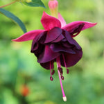 Set 2 Black Fuchsia Plants Live 4-7 Inches Tall, Colorful Hanging Flower Plants for Patio, Garden and Containers