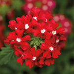 Red Verbena Plants Live in 4'' Pot, 4-7 Inches, Perennial Verbena Flowering Plants for Ground Cover, Hanging Baskets
