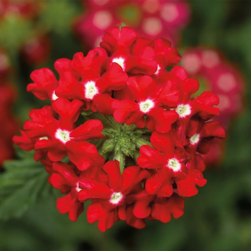 Red Verbena Plants Live in 4'' Pot, 4-7 Inches, Perennial Verbena Flowering Plants for Ground Cover, Hanging Baskets
