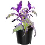 2 Purple Passion Plants Live, Gynura Aurantiaca Purple Velvet Passion Live Plants, 4-9 Inc Height, Royal Velvet Plant for Gardening