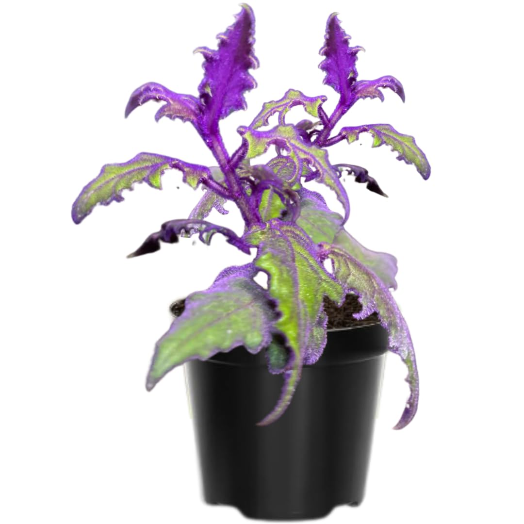 2 Purple Passion Plants Live, Gynura Aurantiaca Purple Velvet Passion Live Plants, 4-9 Inc Height, Royal Velvet Plant for Gardening