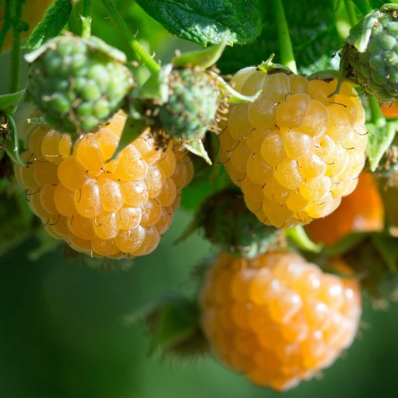 2 Raspberry Plants Live Seedlings, 5 to 9 Inch Tall, Raspberry Bush Live Plants, No Pot, Sweet Raspberries Fruit Trees Live Plants (Fall Gold Raspberry)