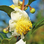 Camellia Sinensis Plant Tree, 3 to 5 Inches in Height, Camellia Sinensis Live Plant Tea Tree Plant for Gardening Indoor