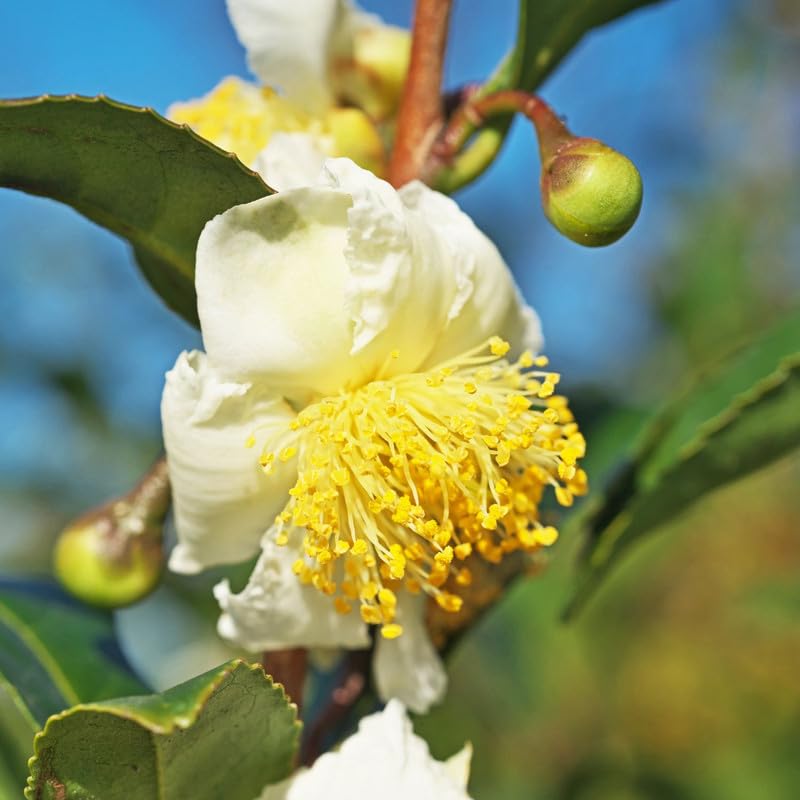 Camellia Sinensis Plant Tree, 3 to 5 Inches in Height, Camellia Sinensis Live Plant Tea Tree Plant for Gardening Indoor