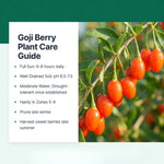 12 Red Goji Berry Cuttings, Goji Fruit Plants 8-10 Inches, Outdoor Berry Shrub