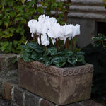 2 White Cyclamen Plants Live in 4" Pot, Already Bloom in Vibrant Color, Easy to Care for Indoor or Garden Flowering Houseplant
