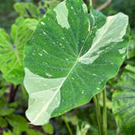 Colocasia Esculenta, Colocasia Live Plant, Elephant Ears Live Plant, Esculenta Taro Live Houseplant, 5-8 Inc Tall, No Pot (Rare Colocasia)