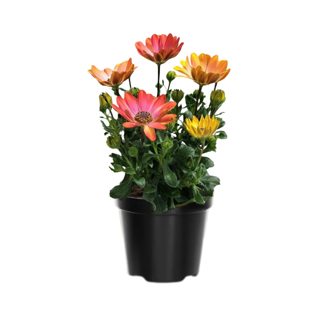 2 Osteospermum Plants Live, Orange African Daisy Flower Plants 4 Inc Potted, Annual Flowering Plant Live, 2 Plants per Pot Garden
