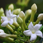 Jasmine Plant Live, White Jasmine Live Plant Between 5 and 7 Inc Tall Outdoor Planting Indoor