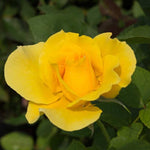 Tree Rose Live Plant 4 Inches Tall, Rose Bush Starter Plant, No Pot, Outdoor Garden Can Train As Climbing Roses (Sunrosa Yellow)