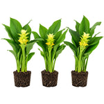 Set 3 Yellow Turmeric Plants Live 4-7 Inches Tall, Fresh Turmeric Roots Plants for Garden, Patio Pots and Indoor Use
