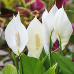 Peace Lily Live Plant, Indoor Flowering Plants 4-8 Inches, Office and Home Decoration - Green Peace Lily