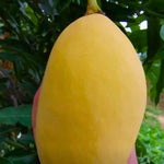 Tommy Atkins Mango Plant Live for Planting, 1 Year Old 10–14 Inch Tall, Mid Season Sweet Mango Variety Zones 9–11