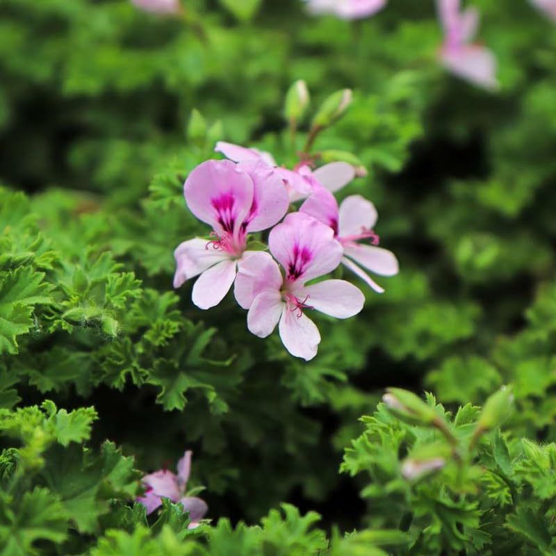 2 Pots Citronella Plants Live, Citronella Geranium Live Plants, 2 Plants per Pot, 4-7 Inch Tall Fragrant Perennial Herbs