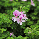 4 Citronella Plants Live, Citronella Geranium Plants, Hardy Perennial Fragrant Herbs, 4-8" Height, Garden or Patio Planting, in Pots
