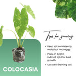 Colocasia Esculenta, Colocasia Live Plant, Elephant Ears Live Plant, Esculenta Taro Live Houseplant, 5-8 Inc Tall, No Pot (Rare Colocasia)