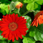 2 Gerbera Daisies Live Plants, Red Gerbera Daisy Plants Live, Between 3 and 6 Inches Long, Daisy Plant, Daisy Plant Pot,Daisies Flowers Live Plants for Garden